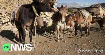 Pizzly's, scheiten, lijgers en teeuwen: zezels van Arendonk zijn niet enige mogelijke kruisingen tussen dieren - VRT NWS