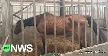 Gerecht valt binnen in stallen in Arendonk, Berlaar en Duffel: "Rijpaarden mogelijk in voedselketen terechtgekomen" - VRT NWS