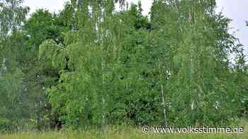 Biederitz: Warum Naturschützer Werbung für die Birke machen - Volksstimme