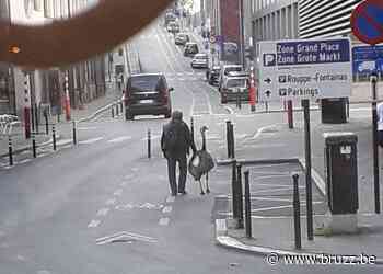 Gezien: Man laat nandoe uit in hartje Brussel - BRUZZ