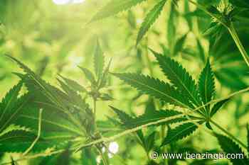 Cannabis Regulatory Update: Connecticut Removes Cap On Marijuana Retail Stores, North Carolina To Legaliz - Benzinga