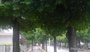 Lupus: "A Fossombrone otto ippocastani in codice rosso, abbattiamone 48!" - Il Giornale del Metauro