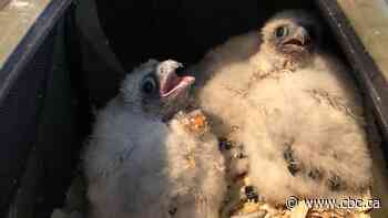 Hamilton's baby peregrine falcons look 'strong, healthy and feisty' - CBC.ca