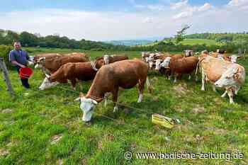 Wie sich die Natur ein ehemaliges Militärgelände bei Lahr zurückerobert - Lahr - Badische Zeitung - Badische Zeitung