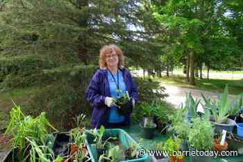 Innisfil Garden Club unites local green thumbs at weekend sale - BarrieToday
