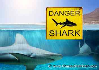 WARNING: Shark alert issued for Plettenberg Bay coastline - The South African