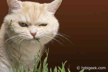 Cosa fare se il tuo gatto ha mangiato troppa erba gatta - Tebigeek