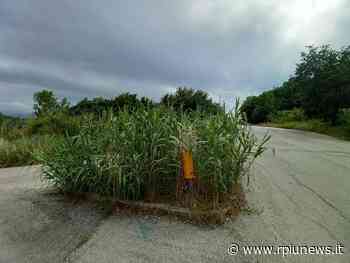 STRADA PER L'UNIVERSITA', L'ERBA FAGOCITA ANCHE I SEGNALI STRADALI AGLI INCROCI. E LA SICUREZZA? - R+News