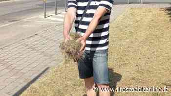 "Cani a rischio nei parchi per l’erba tagliata" - il Resto del Carlino