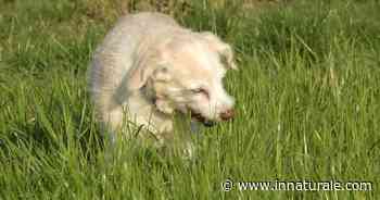 Perché i cani mangiano l’erba? - inNaturale.com