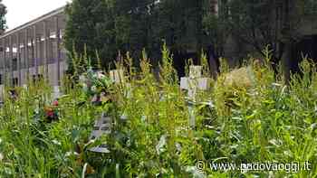 Erba alta ricopre le tombe al cimitero di Voltabarozzo, la denuncia di Minasola - PadovaOggi