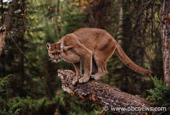 Mountain lion wanders into classroom at California high school, officials say