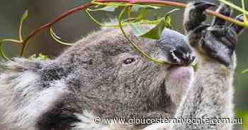 Koalas found living in NSW national park - Gloucester Advocate