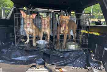 Cincinnati police rescue 3 dogs from hot vehicle in the West End - FOX19