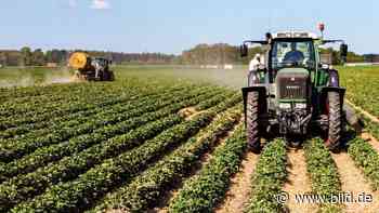 Bauern vernichten ihre Ernte - Erdbeer-Wahnsinn in Deutschland - BILD