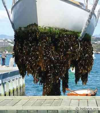 Bellona launches Clean Hull Initiative to combat scourge of biofouling - Bellona