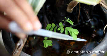 Dengue: quatro pessoas estão internadas na UTI em Brusque - O Município