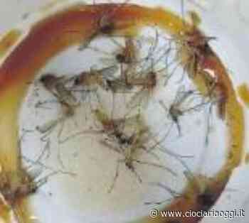 Zanzare in ospedale, presto la disinfestazione: è polemica - ciociariaoggi.it