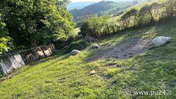 - Ancora lupi all'assalto degli allevamenti, Cagli e Cantiano nel mirino. Uccise pecore e cavalli - pu24.it