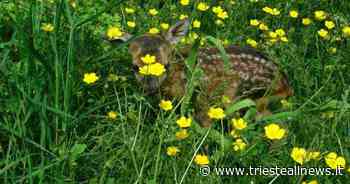 Trieste, non ce l'ha fatta il piccolo capriolo rimasto ferito dal... - Trieste News