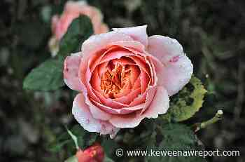 Obituary: Dorothy Lorraine Warrick Hager - keweenawreport.com