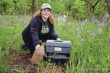 Trafford resident takes on local West Nile virus monitoring - TribLIVE