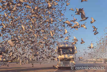 55 mil pombos portugueses nos céus da Península Ibérica - SAPO
