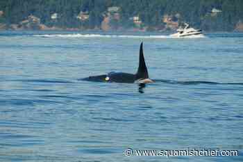 Does a fishery closure help southern resident killer whales? - Squamish Chief