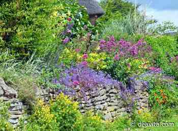 Mauer bepflanzen: 15 Pflanzen, die auf Steinen wachsen können und sich bestens für eine Trockenmauer eignen - DEAVITA Deutschland