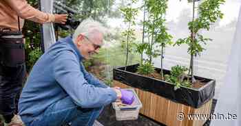 Provincie Antwerpen zet zeldzame kever uit tegen de eikenprocessierups - Het Laatste Nieuws