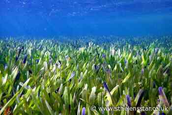 World's largest plant is a vast seagrass meadow in Australia - St Helens Star