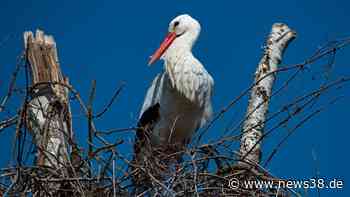 Braunschweig: Alarm im Storchennest! Ist HIER was Schlimmes passiert? - News38