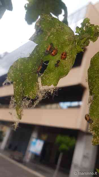 Allarme in centro a Saronno: infestazione da afidi - ilSaronno