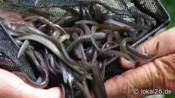 Aktion in Jever: 41 200 Mini-Aale in den Tiefs ausgesetzt - Lokal26