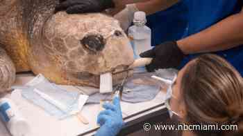 Massive Sea Turtle Laden With Eggs Treated For Shark Bite at Zoo Miami