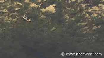 Florida Man Found Dead in Gator-Filled Lake Near Disc Golf Course