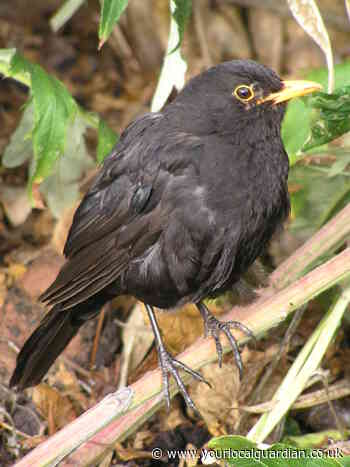 Nature Notes: The delight of birdsong