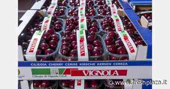 Si apre la stagione della Ciliegia di Vignola IGP - Freshplaza.it