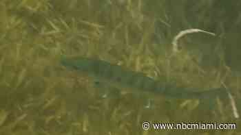 Pharmaceutical Drugs Found in Fish Located in Biscayne Bay, Florida Keys: Study