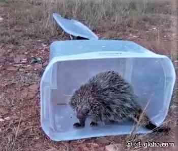 Defesa Civil de Capivari resgata porco-espinho em quintal de residência no bairro Engenho Velho - Globo