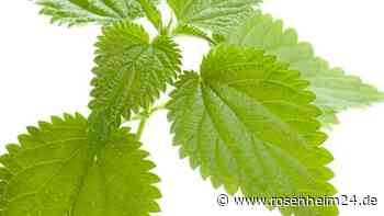 Tore werden für Besucher geöffnet: „Pflanzenstars“ im Salus Auwald-Biotop zu besichtigen