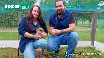 Wie Serama-Hühner in Hemer das Gedächtnis aktivieren - IKZ News