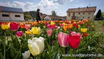 Tulpenblüte in Taufkirchen - Erding - SZ.de - Süddeutsche Zeitung - SZ.de
