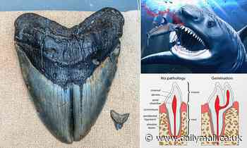 Megalodon had a cracked tooth caused by chomping down on a spiny fish, study says
