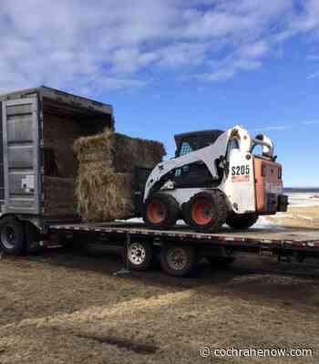 Haywest gets feed into farmers hands following drought - CochraneNow.com
