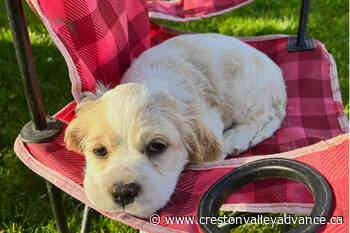 Ask Your Funeral Director: Meet our new furry staff member - Creston Valley Advance