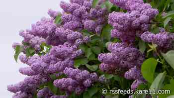 Hobby farm's 'lilac labyrinth' survives Memorial Day storms