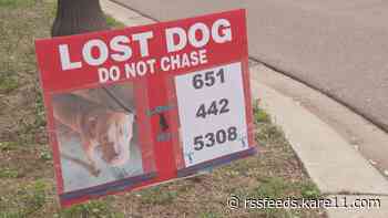 10-month-old puppy stolen at gunpoint