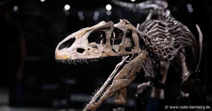 Dinosaurier Museum zeigt Junior-Allosaurier «Little Al»