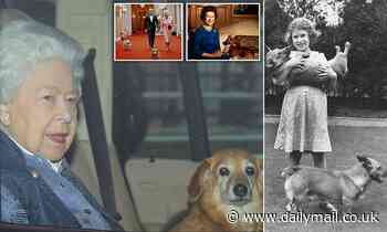 Pembroke Welsh Corgis are one of the UK's favourite breeds after being listed as vulnerable in 2014